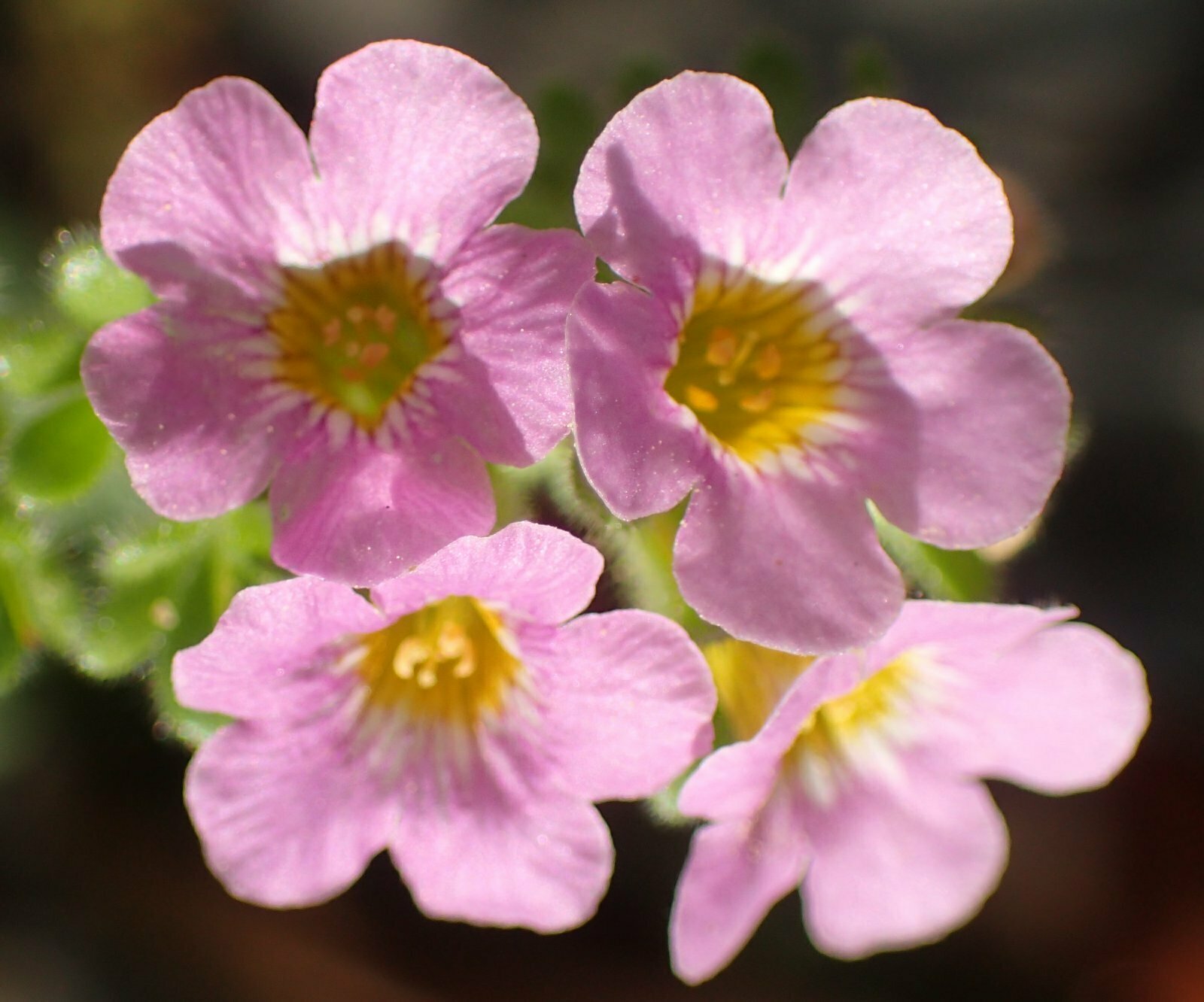 High Resolution Phacelia cf. suaveolens Flower